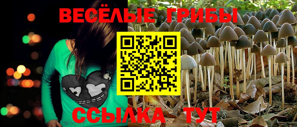 Псилоцибиновые грибы Cubensis Брянск